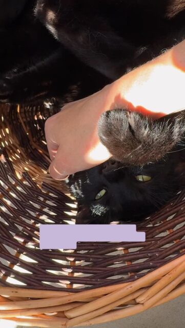 Koty nie czują zazdrości tak jak ludzie. To, co bierzesz za focha, to lęk o bezpieczeństwo.
Często pytacie mnie: Czy mój kot jest zazdrosny o nowego partnera? albo Dlaczego on bije drugiego kota, gdy tylko biorę go na kolana?
Choć interpretujemy to często jako zazdrość, kocia psychika działa nieco inaczej. To, co widzisz, to najczęściej lęk o zasoby lub naruszenie poczucia bezpieczeństwa.
Co się dzieje w głowie Twojego kota?
Twoja uwaga, kolana to dla kota ważne zasoby. Pojawienie się intruza (nowego zwierzaka lub człowieka) to dla niego sygnał „Moje bezpieczne życie jest zagrożone!”.
Koty są bardzo terytorialne. Nowy partner czy zwierzak to nowe zapachy i zmiana Twojej rutyny. Kot poprzez zachowania, określane przez opiekuna jako złośliwe, próbuje odzyskać kontrolę nad swoim światem.
Jak mu pomóc?
👉🏼 Nie karć kota za jego zachowanie. Kary są nieskuteczne i powodują lęk, strach i stres.
👉🏼 Dbaj o rutynę, stałe pory karmienia i zabawy dają kotu bezpieczeństwa.
👉🏼 Zwiększ liczbę zasobów w przypadku pojawienia się kolejnego kota.
Pamiętaj, że każdy przypadek jest inny. Jeśli zachowanie Twojego kota Cię niepokoi, nie czekaj, aż konflikt się zaostrzy.
📍 Konsultacje stacjonarne (Śląsk) & Online (PL/EN)
Pomogę Ci zrozumieć emocje Twojego kota i przywrócić spokój w Waszym domu.
Zapisz ten post na później 💾 Przyda Ci się, gdy w Twoim domu pojawi się ktoś nowy!
Napisz w komentarzu czy Twój kot miewa swoje fochy przy gościach? 💜
#kociamama #kociesprawy #kocibehawiorysta #kocia behawiorystka