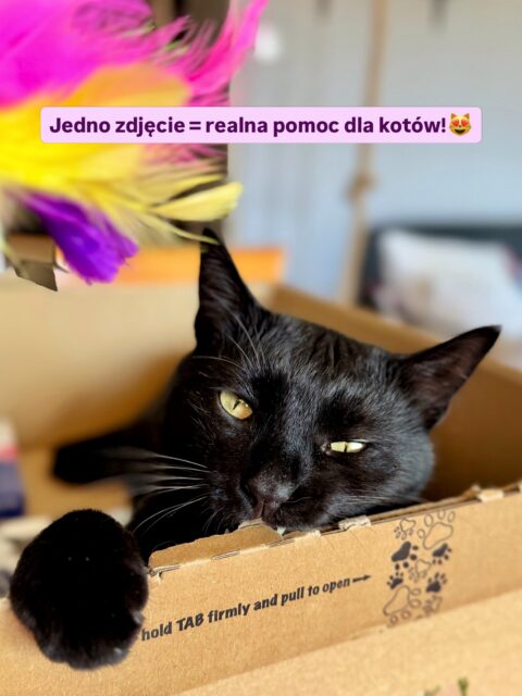 🐾 Twój mruczek może zostać bohaterem (serio!)
Lungo mimo, że był zajęty walką z wędką i kartonem (oczywiście trzeba pogryźć), pięknie zapozował, bo cel jest wyższy niż najwyższy drapak w domu!
Bierzemy udział w akcji @inpostpl, w której każde zdjęcie kota w kartonie z użyciem hashtaga #PaczKOTmat to realne wsparcie finansowe dla @bankotki 😻✨
Dlaczego to robimy? Bo pomaganie jest prostsze niż wyjęcie kocimiętki z szafki 🌿
Jak Ty możesz pomóc?
Wystarczy, że wrzucisz zdjęcie swojego kota w kartonie na IG i oznaczysz odpowiednim hashtagiem akcji InPost (sprawdź ich profil po szczegóły). Akcja trwa do 28.02.
Pokażmy, jaką siłę ma kocia społeczność! 💪🏼
