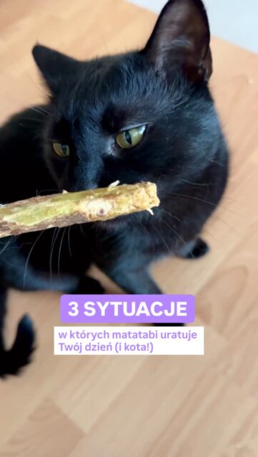 Patyczek matatabi to świetne narzędzie do zarządzania kocimi emocjami.
Kiedy warto po nie sięgnąć?
👉🏼Gdy kot ma nadmiar energii i nie umie rozładować emocji 😣
👉🏼 Gdy chcesz kotu rozmaicić środowisko
👉🏼 Gdy Twój kot ma tendencję do podgryzania kabli lub rąk.
👉🏼 Gdy Twój kot nie chce współpracować przy myciu zębów. Patyczek świetnie się sprawdzi 🦷
Znasz inne zastosowania? Napisz w komentarzu! 👇🏼
Jeśli Twój kot nadal niszczy meble, nie radzi sobie z emocjami lub jest lękliwy - pomogę Ci znaleźć przyczynę i rozwiązanie! 🐾 Napisz do mnie wiadomość! 💌
#matatabi #emotionalcat #kociesprawy #kocibehawiorysta #kotwdomu
