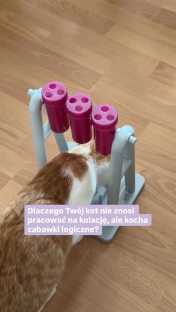 Dlaczego Twój kot nie znosi pracować na kolację, ale kocha zabawki logiczne? 🤔

Jako behawiorystka często słyszę, że koty są leniwe. Nauka mówi coś innego, mianowicie, koty to mistrzowie optymalizacji energii. Badania dr Mikel Delgado udowodniły, że koty domowe jako nieliczne zwierzęta wybierają pełną miskę zamiast wysiłku, aby otrzymać jedzenie. To zjawisko nazywamy brakiem contrafreeloadingu. 🍗

Dlaczego więc na filmie widzisz taką pasję? Bo zabawka logiczna to dla kota symulacja wyzwania, którego brakuje mu w czterech ścianach. Rozwiązywanie zagadek przez obracanie tub ze smaczkami uwalnia dopaminę i redukuje frustrację. Jest to swego rodzaju eksploracja kognitywna, która domyka łańcuch łowiecki.
Wprowadzenie takich form zabawy jest ważnym fundamentem terapii behawioralnej. 😻

Pomagam opiekunom wdrażać te rozwiązania podczas konsultacji na terenie Śląska oraz online w Polsce i Europie.

Pytanie do Ciebie 👉🏼 masz w domu kociego inżyniera, 
który chętnie rozpracowuje zabawki logiczne, czy raczej fana pełnej miski? Daj znać w komentarzu! 💜

#catplaytime #kocibehawiorysta #kotwdomu #kocieżycie #zabawkadlakota