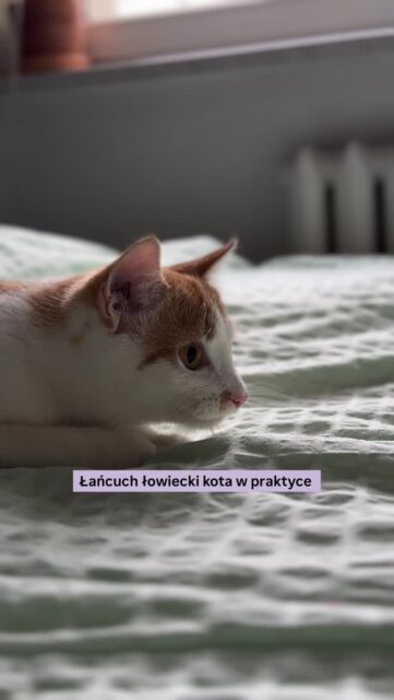 Czy wiesz, że nieprawidłowa zabawa może generować u kota frustrację i agresję? 🐱

Kot jako drapieżnik realizuje ściśle określony łańcuch łowiecki. Przerwanie go w niewłaściwym momencie (np. schowanie wędki, gdy kot wypatruje lub gdy zaczyna ją gonić uciekającą zabawkę) pozostawia zwierzę w stanie wysokiego pobudzenia bez ujścia emocjonalnego.

Jak przeprowadzić idealną sekwencję?
🦁 Stymuluj instynkt. Pozwól kotu obserwować ofiarę. Nie machaj wędką prosto przed nosem - ofiara zawsze ucieka, jak zauważy zagrożenie albo jest nieświadoma, że za jej plecami czyha drapieżnik!
😻 Pozwól na sukces. Kot musi fizycznie dotknąć zabawkę nawet jak ta zdoła uciec.
🐹 Symuluj życie i wciel się w rolę! Gdy kot trzyma zdobycz, delikatnie nią poruszaj. To pobudza instynkt dobijania ofiary. A w trakcie zabawy wciel się w rolę ofiary niczym z dokumentu przyrodniczego Nat Geo.
🥩 Po udanym polowaniu podaj kotu wysokomięsny przysmak lub posiłek. To sygnał dla organizmu, że czas na pielęgnację i  odpoczynek 😴 

Dzięki takiej zabawie realnie obniżasz poziom stresu u swojego podopiecznego i zapobiegasz problemom behawioralnym wynikającym z nudy i niespełnienia instynktów łowieckich.

Zapisz ten post, by pamiętać o tych krokach podczas codziennej sesji zabawy!

#zabawazkotem #kocibehawiorysta #kotwdomu #catplaytime #kociezycie