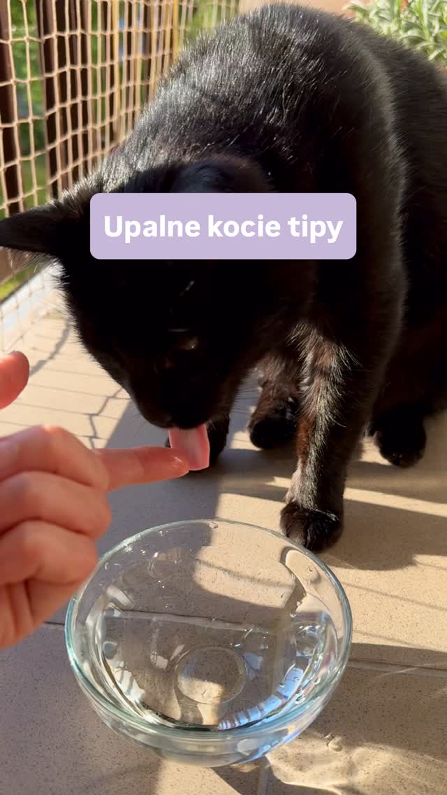 Nie ma jednego sposobu, który działa u wszystkich kotów. Jest za to kilka rzeczy, które warto wypróbować, zwłaszcza podczas upałów ♨️💦
Który z tych sposobów znasz, a który będzie dla Ciebie nowością?👇🏼
#hydrationtips #catcare #cattips #kotwdomu #kociamama