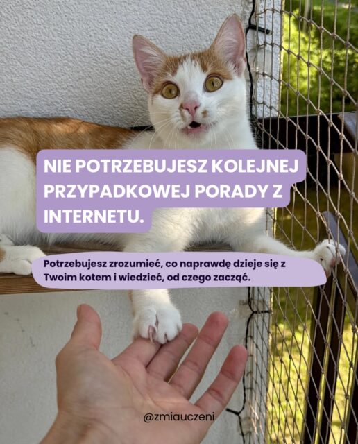 „Życie z nim w jednym domu już wcale mnie nie ogranicza”.
To jedno zdanie z maila od opiekunki Cheddara podsumowuje dokładnie to, do czego dążymy na konsultacjach.
Gdy kot atakuje nogi, nie daje spokojnie zjeść obiadu czy reaguje agresją na gości, Twój własny dom przestaje być azylem. Pomiędzy frustracją a brakiem wolnego czasu pojawia się poczucie winy i paraliżujący strach przed kolejnym regresem.
I najgorsze, co możesz wtedy zrobić, to wdrażać przypadkowe rady z internetu.
Koty nie działają na gotowe schematy. Żeby wypracować trwałą zmianę, musimy zrozumieć, co Twój kot próbuje Ci powiedzieć swoim zachowaniem – i ułożyć plan dopasowany do Twojego rytmu dnia oraz Waszych realnych możliwości. Bez oceniania, narzucania nierealnych reżimów i bez przewracania Twojego życia do góry nogami.
➡️ Przesuń karuzelę, żeby zobaczyć, jak wygląda praca ze mną i co dokładnie otrzymujesz po konsultacji.
Chcesz wypracować ze swoim kotem relację opartą na zrozumieniu, a nie walce?
Napisz do mnie w wiadomości prywatnej, a porozmawiamy o Waszej sytuacji 📩
#kociabehawiorystka #kotwdomu #catbehaviour #kociara #kociesprawy
