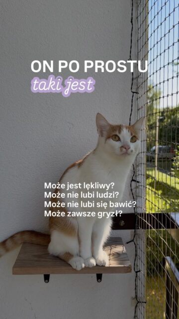 ON JUŻ TAKI JEST.

Może. A może jego zachowanie ma przyczynę, której jeszcze nie udało Co się znaleźć.

Jeśli od dłuższego czasu próbujesz coś zmienić, ale nadal nie wiesz, co właściwie robić, nie musisz dalej zgadywać.

Podczas konsultacji analizujemy zachowanie i emocje Twojego kota, szukamy jego przyczyny i ustalamy, co możesz robić dalej.

🐆 Konsultacje 1:1 online i stacjonarnie. Szczegóły znajdziesz w linku w bio.

#kocibehawiorysta #konsultacje #catproblems #kotwdomu #behawiorysta