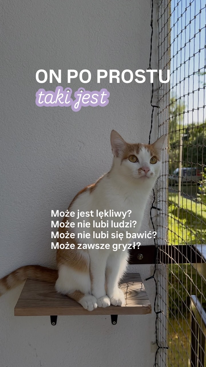 ON JUŻ TAKI JEST.

Może. A może jego zachowanie ma przyczynę, której jeszcze nie udało Co się znaleźć.

Jeśli od dłuższego czasu próbujesz coś zmienić, ale nadal nie wiesz, co właściwie robić, nie musisz dalej zgadywać.

Podczas konsultacji analizujemy zachowanie i emocje Twojego kota, szukamy jego przyczyny i ustalamy, co możesz robić dalej.

🐆 Konsultacje 1:1 online i stacjonarnie. Szczegóły znajdziesz w linku w bio.

#kocibehawiorysta #konsultacje #catproblems #kotwdomu #behawiorysta
