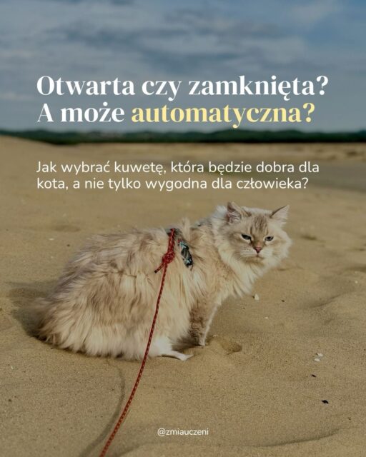 Od lat trwa kocia polemika: kuweta otwarta czy zamknięta? Jedni mówią, że zamknięta to dla kota pułapka, inni, że kot potrzebuje prywatności i właśnie dlatego powinien mieć domek.

A co mówią badania? Jak zwykle: to zależy 😅

Nie ma jednej konstrukcji, którą możemy uznać za najlepszą dla każdego kota. Dużo ważniejsze okazują się m.in. rozmiar kuwety, łatwy dostęp, możliwość swobodnego korzystania i warunki, w jakich kot z niej korzysta.

Dlatego zamiast kolejnego OTWARTA = DOBRA / ZAMKNIĘTA = ZŁA, rozkładam ten temat na czynniki pierwsze.

W kolejnej karuzeli będę miała dla niektórych opiekunów jeszcze bardziej kontrowersyjny temat: kuwety automatyczne 👀

#catlitterbox #catproblems #kocibehawiorysta #cattips #catcontent