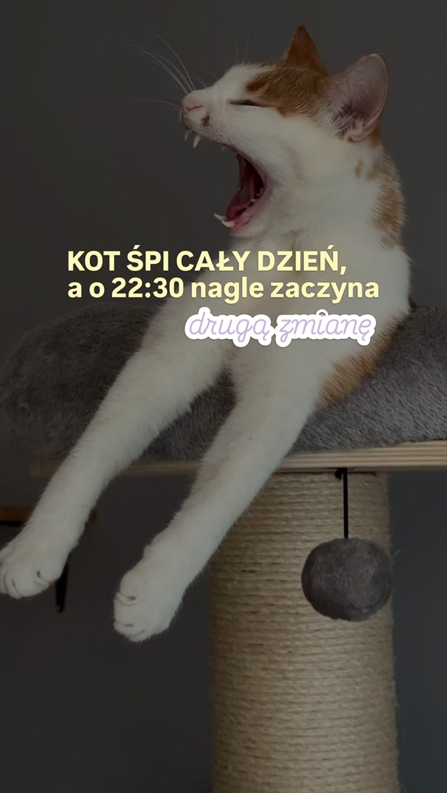 Kot śpi cały dzień, a wieczorem nagle się odpala i zaczyna drugą zmianę?

Zanim spróbujesz go wybiegać, wybawić (nie znoszę tych słów) przed snem, warto spojrzeć szerzej. 
Co dzieje się w jego środowisku przez cały dzień i co zmienia się, kiedy wracasz do domu?

Możliwe, że kwestią nie jest nadmiar energii… Może wieczorem po prostu zaczyna się życie w domu 🐈

A jak wygląda to u Was?

#catenrichment #catproblems #kocibehawiorysta #kotwdomu #kociświat