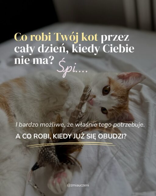 Czy Twój kot przesypia większość dnia, kiedy jesteś w pracy? 😴
Wzbogacenie środowiska, czyli enrichment, często kojarzy nam się z byciem całodobowym animatorem: nowe zabawki, ukrywanie smaczków, wymyślanie kolejnych aktywności, miliony drapaków. 

Zapewnienie kotu więcej możliwości wyboru wcale nie musi oznaczać więcej Twojej pracy. 

Sprawdź czy Twój kot ma:
-> Coś do obserwowania. -> Miejsce, z którego można zejść, wejść wyżej albo się schować. -> Coś odpowiedniego do drapania. -> Przestrzeń do eksplorowania.

Dobry enrichment to zapewnienie środowiska, które daje kotu możliwość bycia kotem, również wtedy, kiedy jesteś poza domem 🐈

A z czego Twój kot najchętniej korzysta w ciągu dnia?

#catenrichment #kociświat #kociamama #cattips #kotwdomu