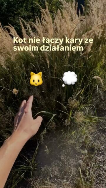 Zastanawiałaś się kiedyś, jaki skutek może mieć ukaranie kota?
Wiem, że możesz myśleć, że kara ma dać kotu do zrozumienia, że zrobił coś źle… Ale tak naprawdę kot nie wyciąga z niej takiego wniosku, jakiego od niego oczekujesz.
Natomiast dzieje się coś, co może całkowicie zmienić Twoją perspektywę na karanie kota → możesz zniszczyć zaufanie, które tak długo między Wami budowała 💔
I wiem, że wiesz, ile czasu, cierpliwości i pracy kosztowało Cię zdobycie jego zaufania.
Dlatego obie wiemy, że po prostu… nie warto 🥺
A jeśli nie radzisz sobie z zachowaniem swojego kota albo masz wrażenie, że wypróbowałaś już wszystkie metody polecane w internecie - jestem tu, żeby Ci pomóc🐱💜
Tak, żebyście mogli lepiej się rozumieć, a Wasza relacja nadal była oparta na zaufaniu, bezpieczeństwie i wzajemnym zrozumieniu.
#kociesprawy #kocibehawiorysta #kociamama #catproblems #catcare