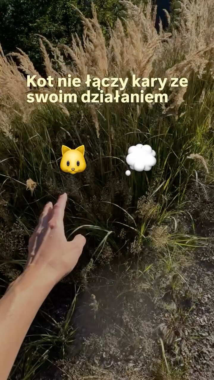 Zastanawiałaś się kiedyś, jaki skutek może mieć ukaranie kota?
Wiem, że możesz myśleć, że kara ma dać kotu do zrozumienia, że zrobił coś źle… Ale tak naprawdę kot nie wyciąga z niej takiego wniosku, jakiego od niego oczekujesz.
Natomiast dzieje się coś, co może całkowicie zmienić Twoją perspektywę na karanie kota → możesz zniszczyć zaufanie, które tak długo między Wami budowała 💔
I wiem, że wiesz, ile czasu, cierpliwości i pracy kosztowało Cię zdobycie jego zaufania.
Dlatego obie wiemy, że po prostu… nie warto 🥺
A jeśli nie radzisz sobie z zachowaniem swojego kota albo masz wrażenie, że wypróbowałaś już wszystkie metody polecane w internecie - jestem tu, żeby Ci pomóc🐱💜
Tak, żebyście mogli lepiej się rozumieć, a Wasza relacja nadal była oparta na zaufaniu, bezpieczeństwie i wzajemnym zrozumieniu.
#kociesprawy #kocibehawiorysta #kociamama #catproblems #catcare