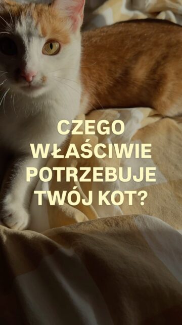 Wybaw kota, to będzie spokojniejszy. Częsta rada internetowa, szkodliwa i niosąca negatywne konsekwencje. Dlaczego?
Dlatego, że zmęczony kot niekoniecznie jest zaspokojonym kotem.
Możesz zrobić kotu godzinny maraton latania za wędką, a potem zastanawiać się, dlaczego nadal biega po domu jak szalony, gryzie ręce albo domaga się kolejnej aktywności.
Kot oprócz zabawy w polowanie powinien mieć też możliwość realizowania zachowań typowych dla gatunku: eksplorowanie, węszenie, obserwowanie, zdobywane zasobów, odpoczynek i podejmowanie decyzji.
Czego jeszcze brakuje Twojemu kotu? 💜
#kocibehawiorysta #smartcat #catcare #kotwdomu #catenrichment