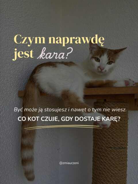 Pryskanie wodą, krzyczenie czy klaskanie w dłonie - myślisz, że to skutecznie oducza kota niepożądanego zachowania? 🐾
Kara nie mówi kotu, co MA zrobić. Często jedynie maskuje problem, budując lęk, stres lub sprawiając, że kot po prostu czeka, aż wyjdziesz z pokoju. Zamiast walczyć z objawem, warto zrozumieć, jaka potrzeba stoi za jego zachowaniem.
➡️ Przesuń karuzelę i zobacz, czym naprawdę jest kara i dlaczego kluczem do sukcesu jest wzmocnienie pozytywne!
📌 Zapisz post na później, żeby wracać do niego w razie potrzeby.
💬 Daj znać w komentarzu, czy zaskoczyła Cię różnica między karą a konsekwencją!
#positivereinforcement #catcontent #catbehaviorist #kociesprawy #kociarze