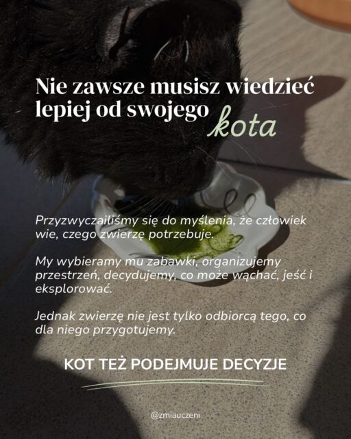 Kot ma własne preferencje, własne potrzeby i własny sposób odbierania świata. A my, ludzie, mamy wyjątkowy talent do zakładania, że wiemy lepiej.
W zoofarmakognozji stosowanej (AZ) punktem wyjścia jest właśnie kot -> jego wybory, reakcje i gotowość do kontaktu z oferowanym surowcem roślinnym.
Proste? No, nie do końca. W praktyce wymaga wiedzy, uważnej obserwacji i umiejętności odczytywania subtelnych sygnałów.
Do tego dochodzi bezpieczeństwo. Olejki eteryczne mają różne właściwości, a część z nich stanowi zagrożenie dla kotów.
Dlatego AZ wymaga odpowiedniego przygotowania, świadomego doboru remediów i kontroli ekspozycji.
Kot wybiera. Człowiek obserwuje, interpretuje i odpowiada za bezpieczeństwo całego procesu 🌿
#catcare #zdrowykot #selfmedicate #catwellness #selfselection