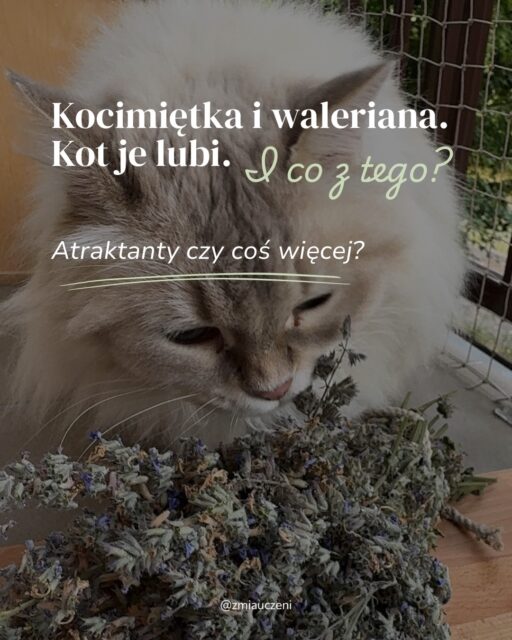 Czy Twój kot po walerianie lub kocimiętce szaleje, ślini zabawkę i gryzie ją tak, jakby zrzucał z siebie stres z całego dnia? 🌿
Wszyscy znamy ten widok. W zabawce te rośliny działają jako atraktant i mają nakręcić na pogoń, zachęcić do eksploracji i pomóc kotu rozładować skumulowane emocje oraz napięcie.
Czy wiesz, że te same rośliny w zoofarmakognozji stosowanej (AZ) odgrywają zupełnie inną rolę?
➡️ Przesuń karuzelę, żeby zobaczyć, dlaczego w AZ to kot ma zawsze ostatnie słowo!
💬 A jak Twój kot reaguje na walerianę lub kocimiętkę?
📌 Zapisz post na później - ta wiedza przyda Ci się przy wybieraniu zabawek i ziół!
#kocimiętka #catcontent #kotwdomu #kociesprawy #zoofarmakognozjastosowana