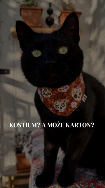 Halloweena atrakcja dla kota, która nie wymaga wciskania go w kostium 🕸️
Wszyscy zadowoleni 🕷️
#cathalloween #spookycute #kotwdomu #kochamkoty