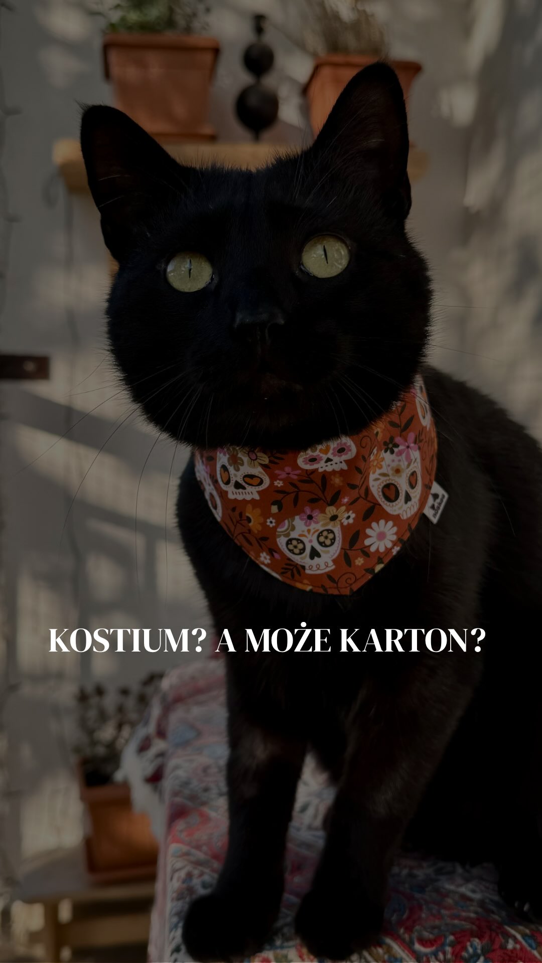 Halloweena atrakcja dla kota, która nie wymaga wciskania go w kostium 🕸️
Wszyscy zadowoleni 🕷️
#cathalloween #spookycute #kotwdomu #kochamkoty