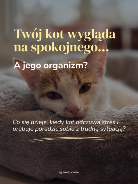 Stres u kota bardzo mocno wpływa na codzienne życie. Na jego zachowanie, emocje, odpoczynek, relacje, a nawet zdolność uczenia się.
Stres jest też potrzebny, aby móc przetrwać. Natomiast przewlekły stres powoduje kaskadę problemów i trudnych momentów 😟
#catproblems #catbehavior #cateducation #kocibehawiorysta #kotwdomu