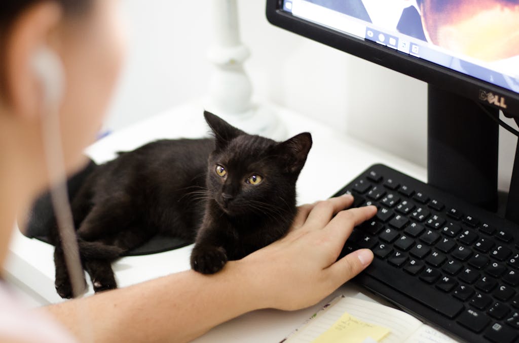 Zdjęcie autorstwa Ruca Souza A black cat resting on a desk by a computer keyboard with a person present.