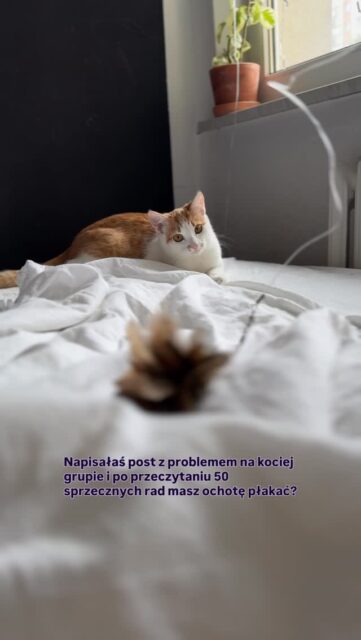 Znasz to uczucie? 🤯 Twój kot sika poza kuwetą, drapie meble albo atakuje Twoje łydki. W panice szukasz pomocy na facebookowej grupie. W ciągu godziny dostajesz 100 komentarzy:
❌ „Popsikaj go wodą!”
❌ „Wsadź mu nos w siki!”
❌ „Mój też tak robił, przeszło mu po roku.”
❌ „Musisz kupić obróżkę z feromonami za milion monet.”
❌ „Weź drugiego kota. Twój pewnie się nudzi!”
Każdy z tych komentarzy to prosta droga do zniszczenia relacji z Twoim zwierzakiem. Twój kot to indywidualność. Jego problem ma konkretną przyczynę - medyczną, środowiskową lub emocjonalną. Ciotki z internetu nie znają układu Twojego mieszkania, historii kota, ani jego dokładnej mowy ciała. Nic o nim nie wiedzą!
Widzę dziesiątki przypadków, w których dobre rady z internetu tylko pogłębiły problem. Nie trać czasu i nerwów na eksperymentowanie na własnym kocie.
Zdiagnozujmy problem u źródła. Pracuję na terenie całego Śląska (dojeżdżam do Was!) oraz konsultuję online w całej Europie!
👉🏼 Napisz do mnie i umów się na wstępną konsultację. Twój spokój i zdrowie behawioralne Twoje kota są tego warte.
#kociak #kociesprawy #catproblems #kocibehawiorysta
